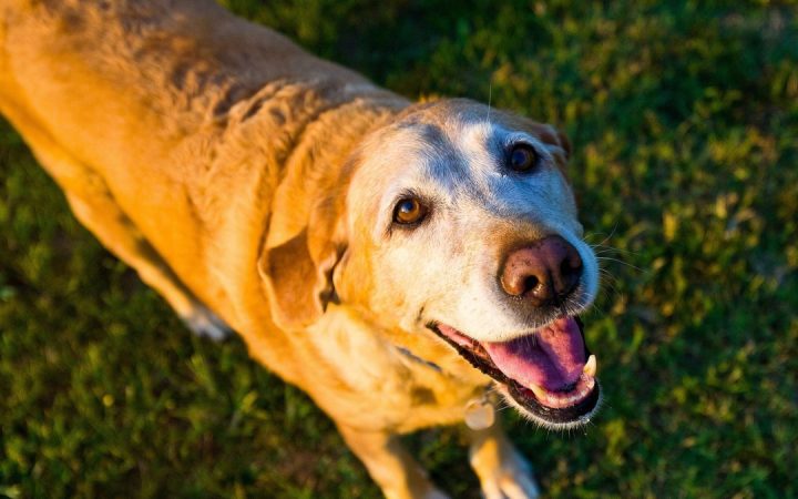 Happy and healthy senior pets