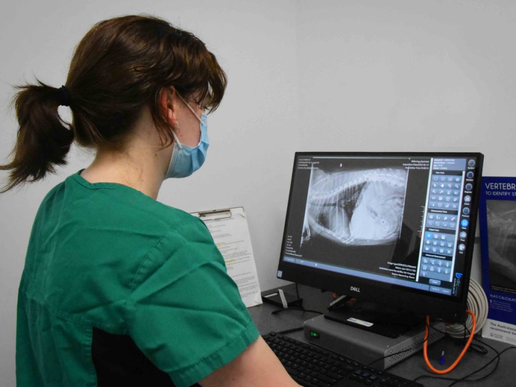 Pimpama City Vet - Nurse viewing digital x-ray
