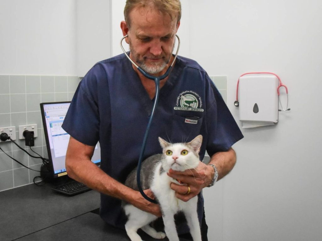 Pimpama City Vet - Dr Andrew Paxton-Hall performing a cat consult