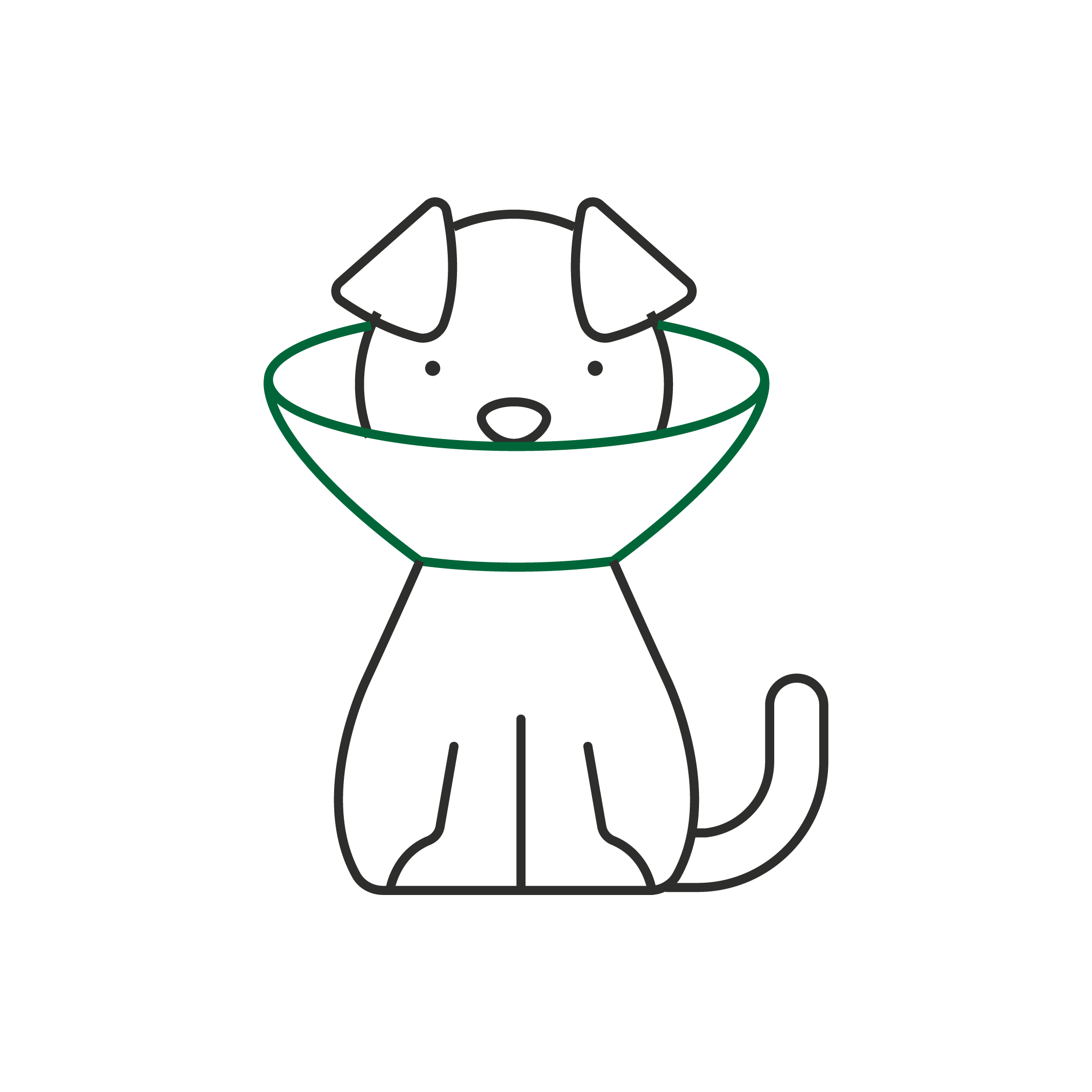 Pimpama City Vet - dog in cone icon