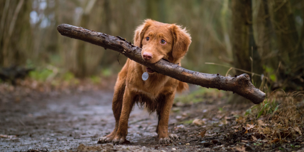 Why Do Dogs Love Sticks?