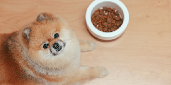 How important is nutrition for your pet?