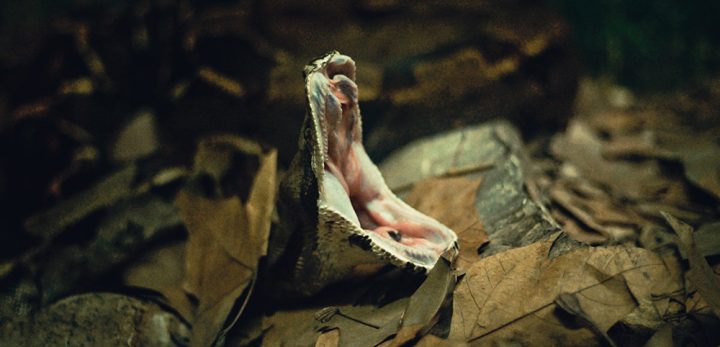 Snake bite emergencies in the Gold Coast Hinterland