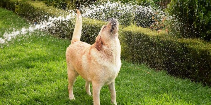 Tips for Keeping Your Pets Cool This Summer 
