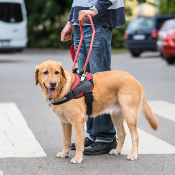 Five Tips for Supporting Guide Dog Handlers
